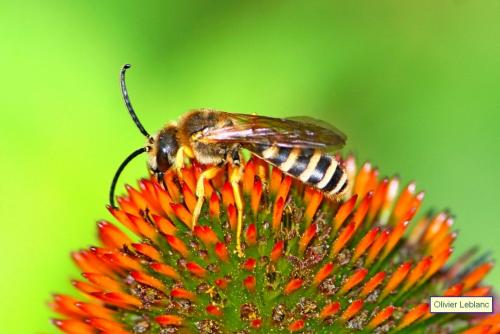 Réf. 239 338 : Halictus scabiosae